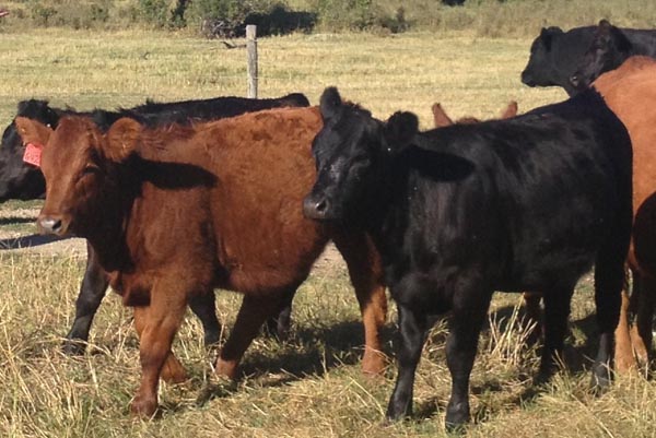 http://simangus.us/library/black and red calves.jpg